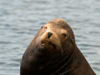 dont bite me 6991  Sea Lion Oregon Coast