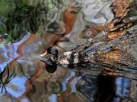 duck water colors retouched 85X11 7553  Rare Speckled Duck, Australia - zoo