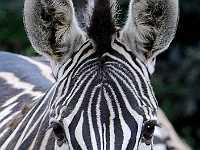 zebra 7227  Zebra, Australia Sanctuary