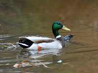 DWM 6393 mallard duck  8x10