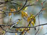 HB Slough Yellow Rumped Warblers 2010 8036