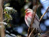 Hoary redpoll 9671