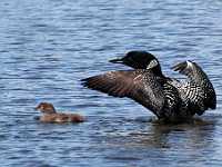 Loon and baby 8X12 0686  Mother Loon protecting her chick, Cluculz Lake, BC