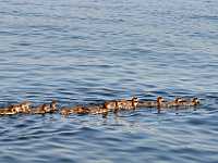 Mergansers in a row 1902