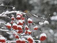 Pine grossbeak and berries 3913