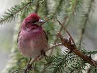 Purple Finch 8392