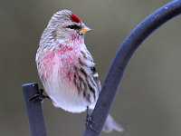 Redpoll doing splits 9323