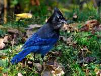 Steller Jay 5362