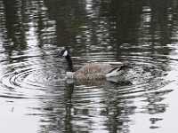 DWM2011  Feeding Canada Goose, Alberta