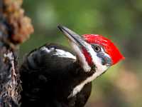 adjusted8x10 8276  Pileated Woddpecker, BC