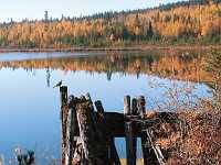 logs bird and lake 8X10 1008