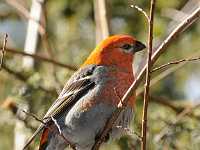 pine grossbeak 9874