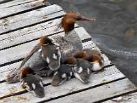 sleeping mergansers Cluculz Lake 7790   Mother Merganser and sleeping chicks, Cluculz Lake, BC