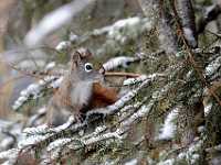 squirrel in tree 5439