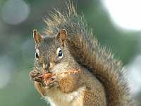 squirrel in tree