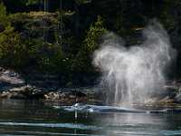 whales blowing Quadra Island NEF DWM9574